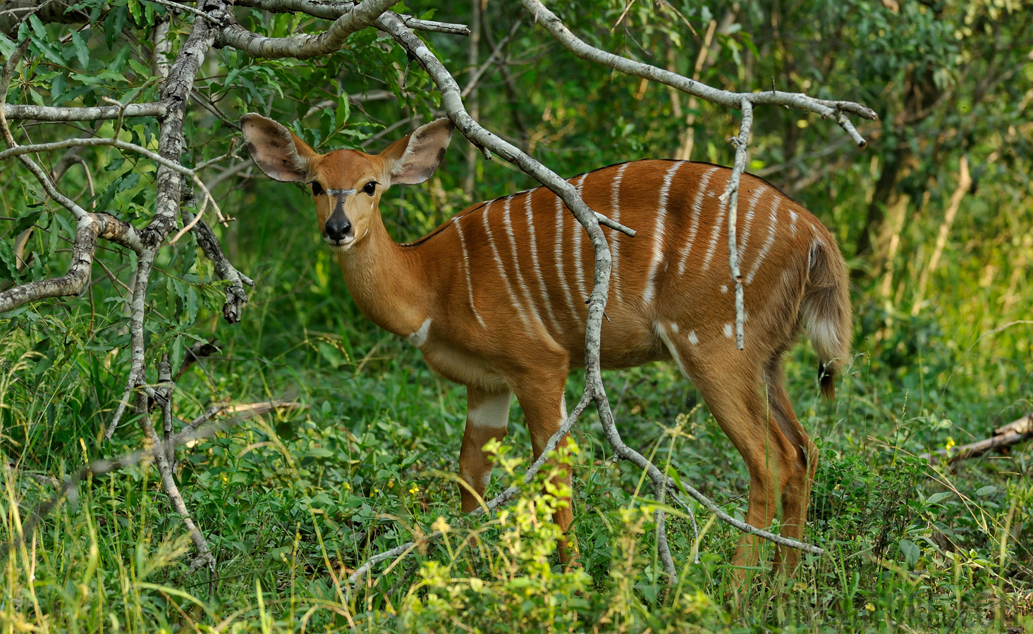 Nyala angasii [280 mm, 1/320 Sek. bei f / 8.0, ISO 1600]